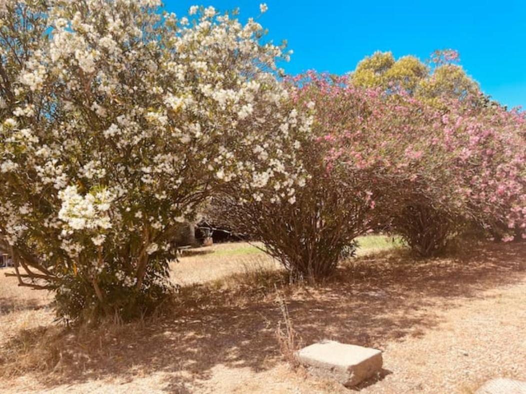 Casa Cote Sud - Mas Bois Fontaine Villa Nîmes Dış mekan fotoğraf